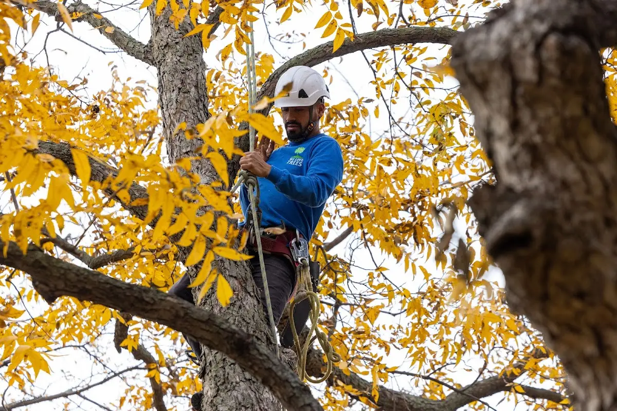 Skilled Dead Tree Removal crew working in Quinton